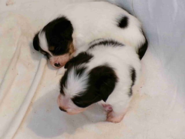Papillon Puppies media 5