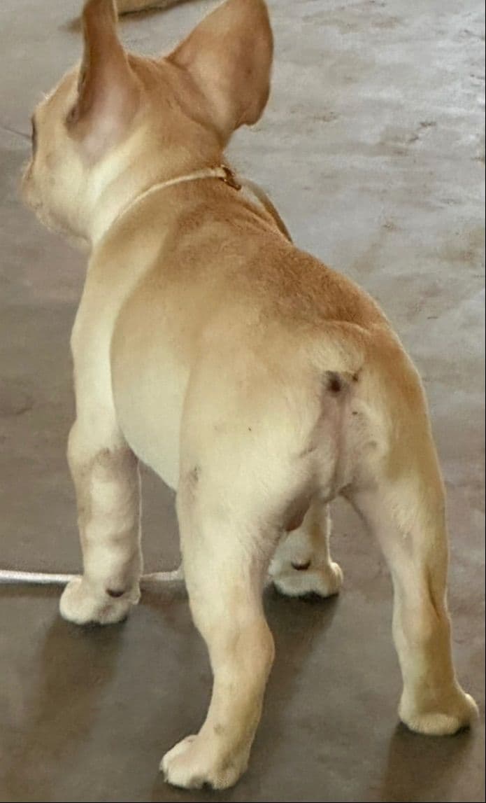 French Bulldog Puppies breeder image 3