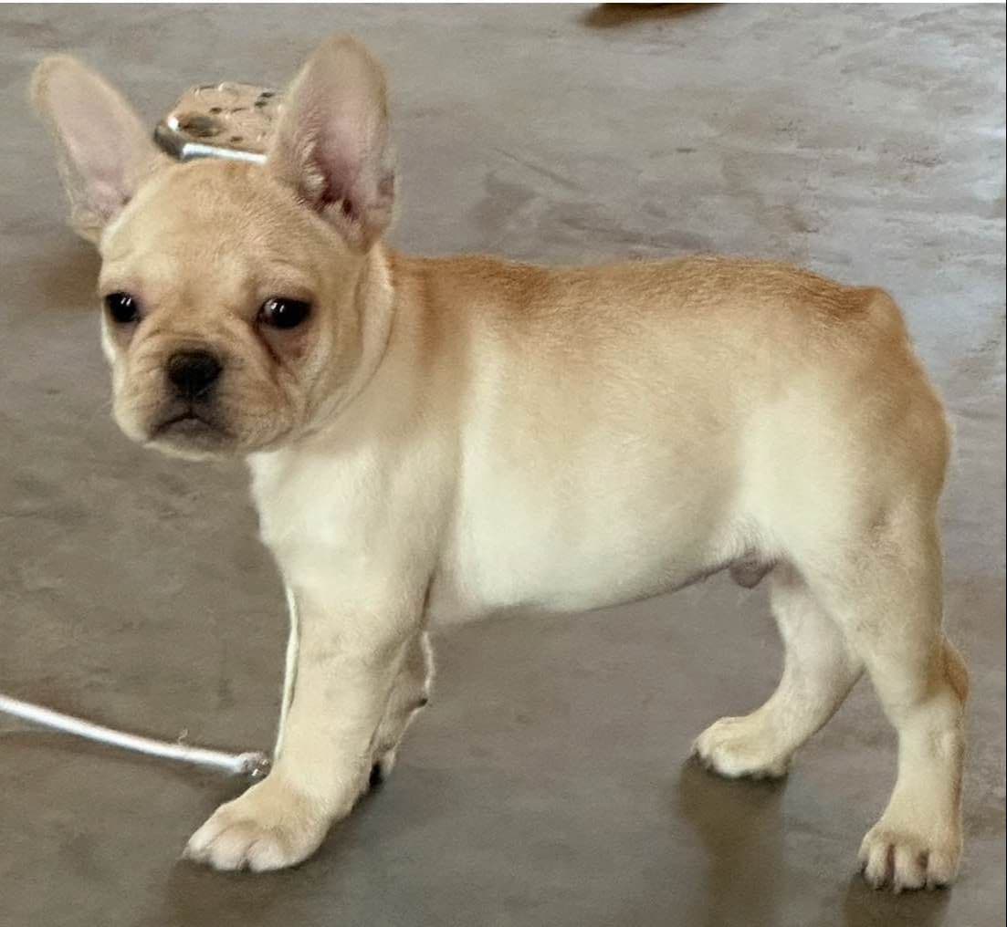 French Bulldog Puppies breeder image 2