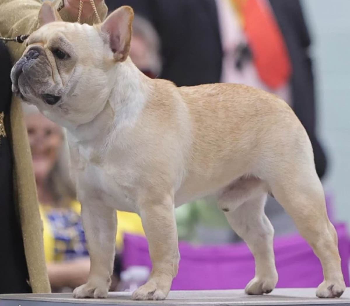 French Bulldog Puppies breeder image 4