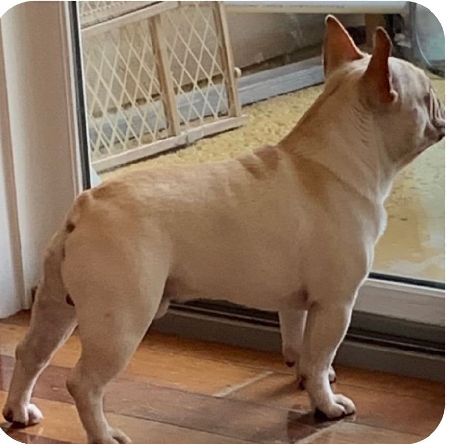 French Bulldog Puppies breeder image 5