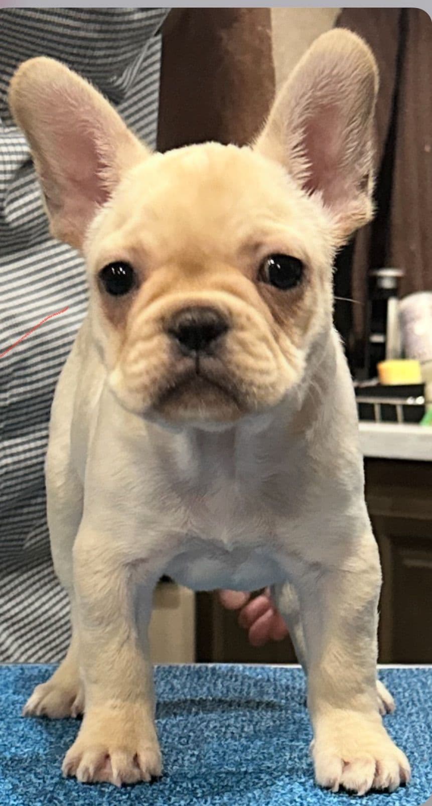 French Bulldog Puppies breeder image 8