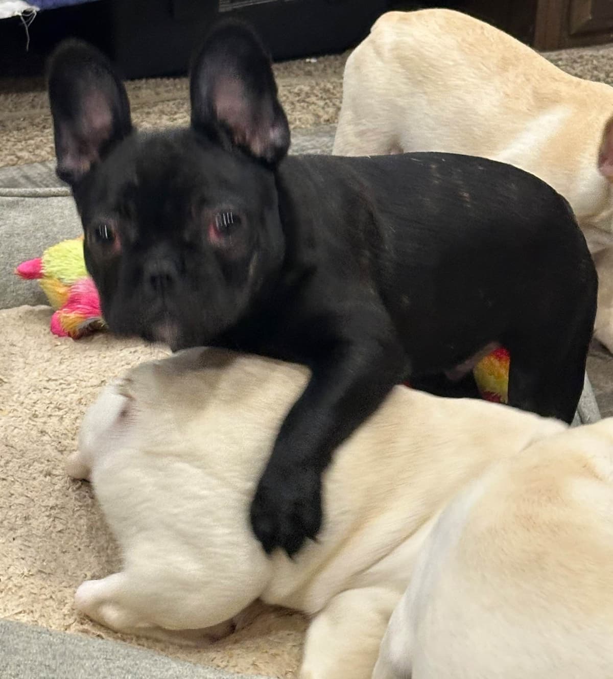 French Bulldog Puppies breeder image 9