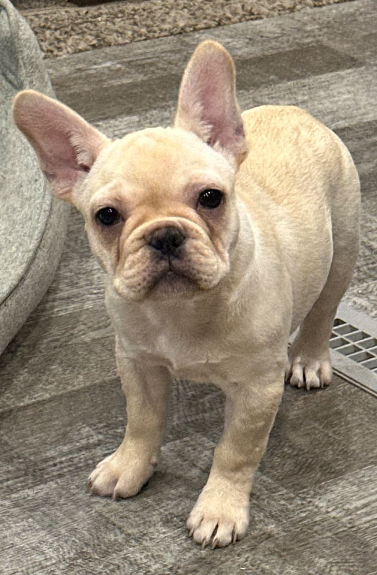 French Bulldog Puppies breeder image 11