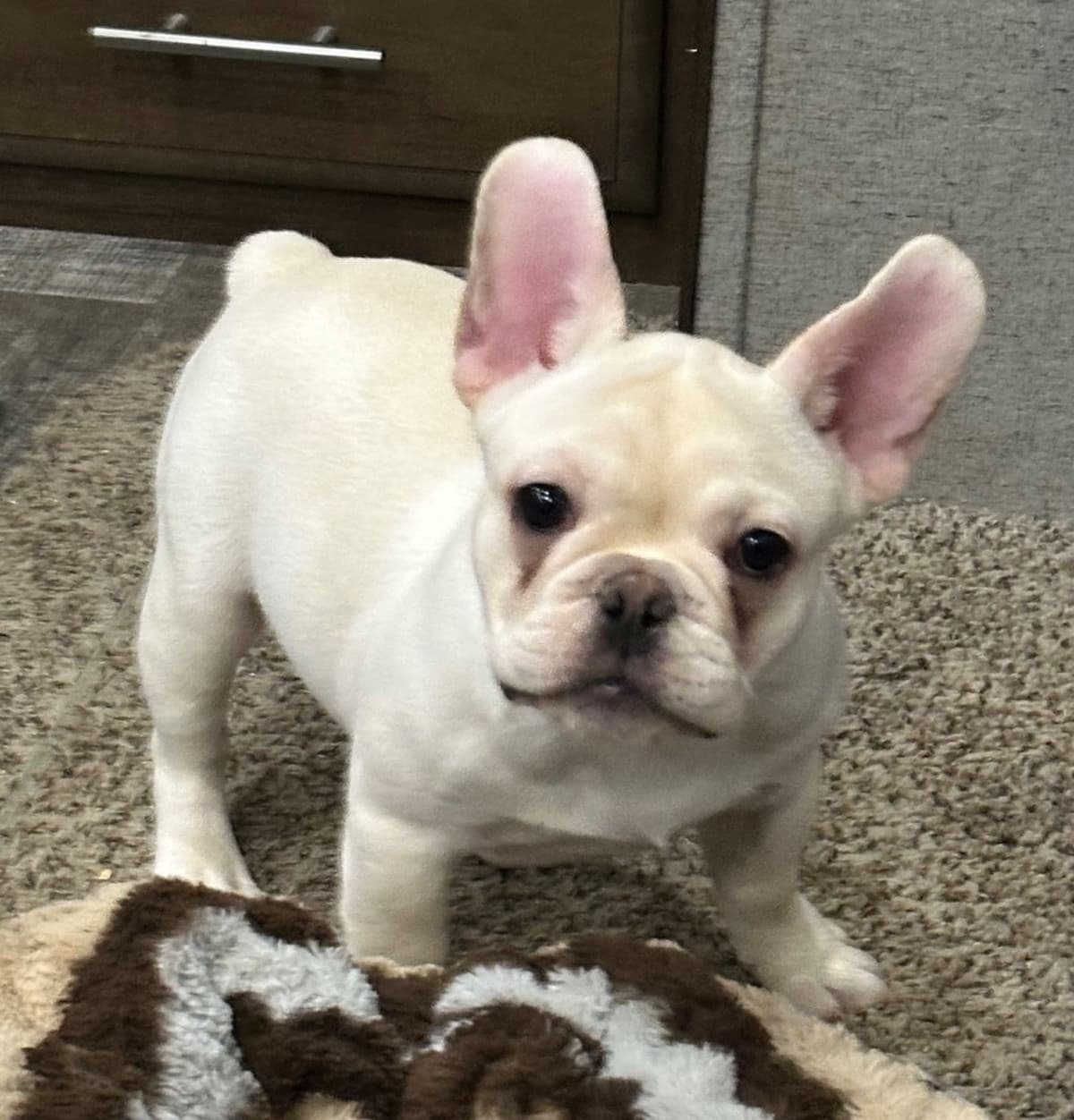 French Bulldog Puppies breeder image 10