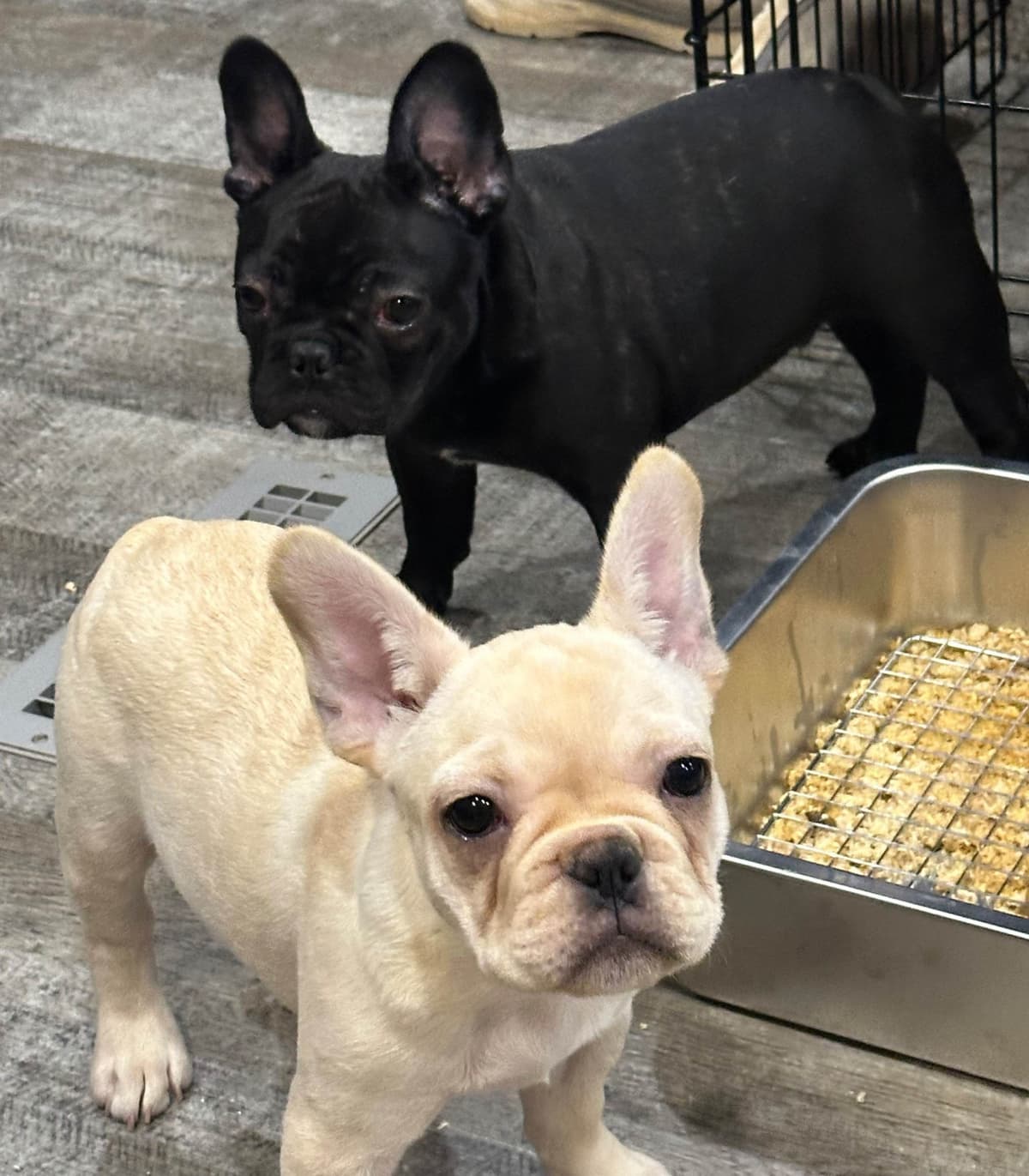 French Bulldog Puppies breeder image 14