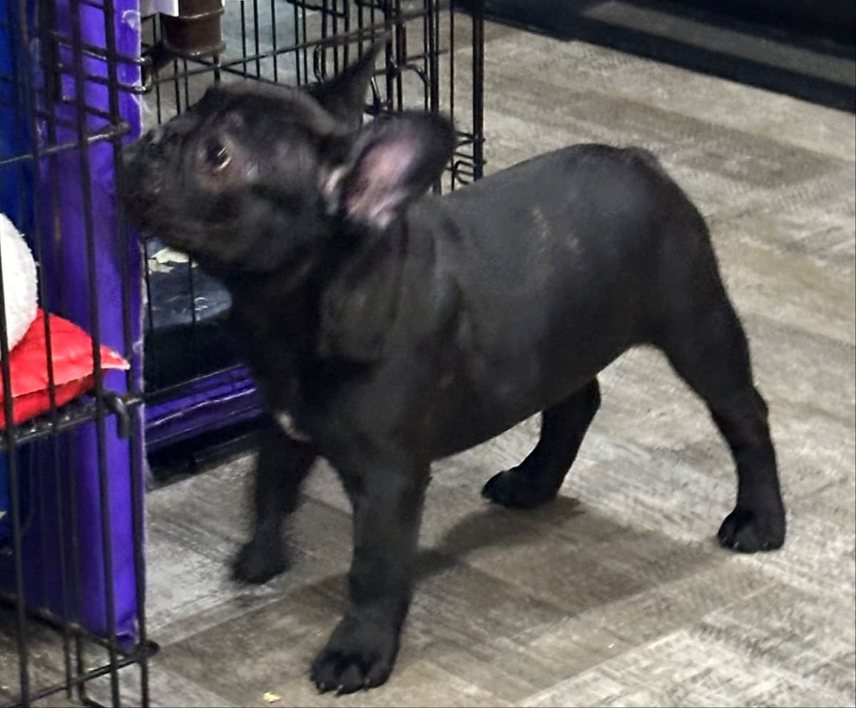 French Bulldog Puppies breeder image 12