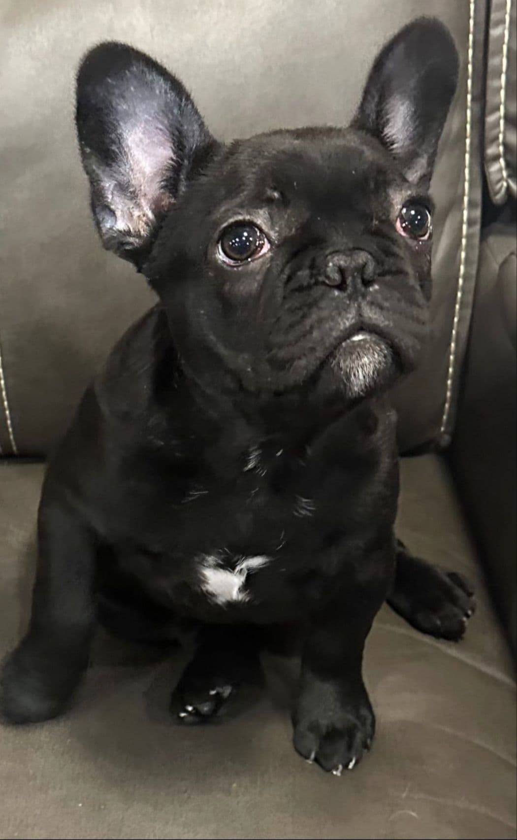 French Bulldog Puppies breeder image 13