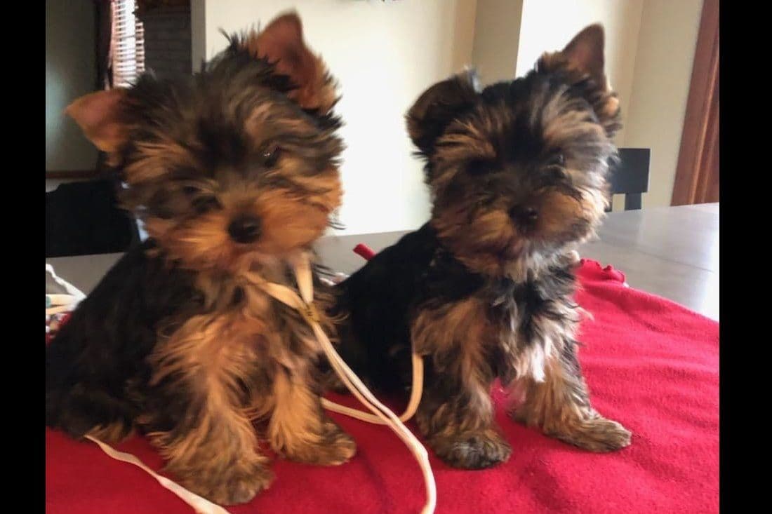 Yorkshire Terrier Puppies breeder image 1