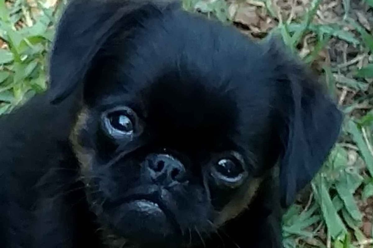 Chihuahua Puppies breeder image 1
