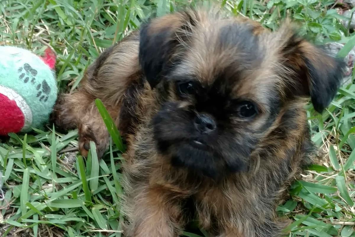 Chihuahua Puppies breeder image 2