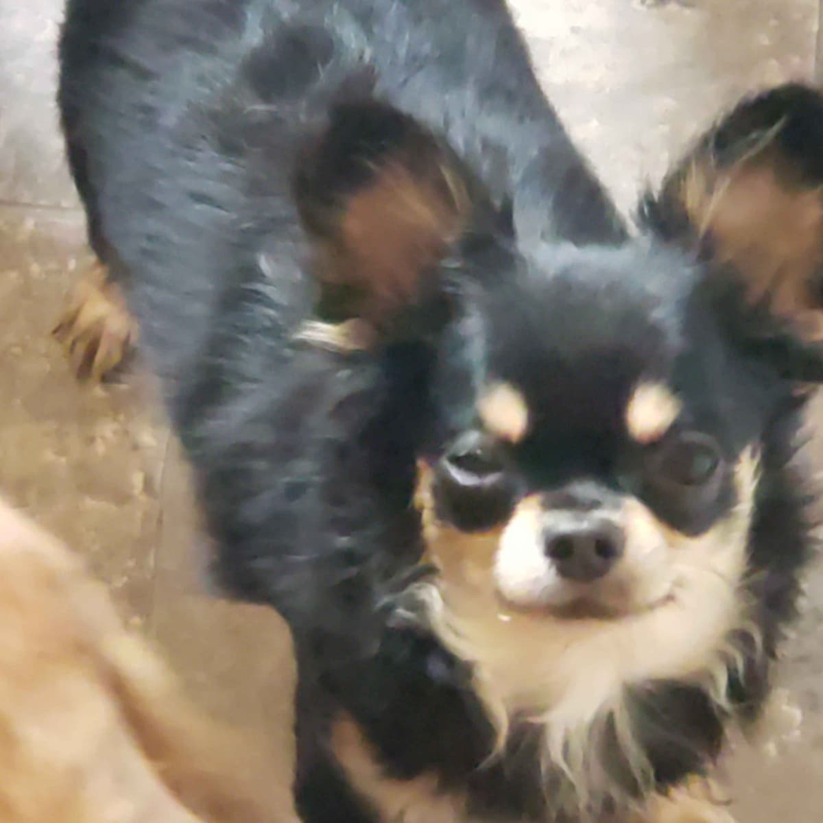 Chihuahua Puppies breeder image 3