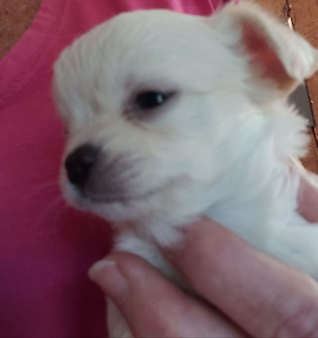 Chihuahua Puppies media 2