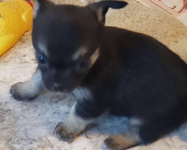 Chihuahua Puppies media 4