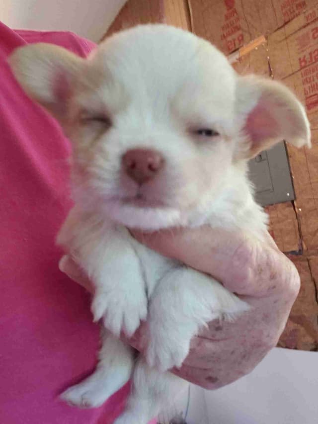 Chihuahua Puppies media 3