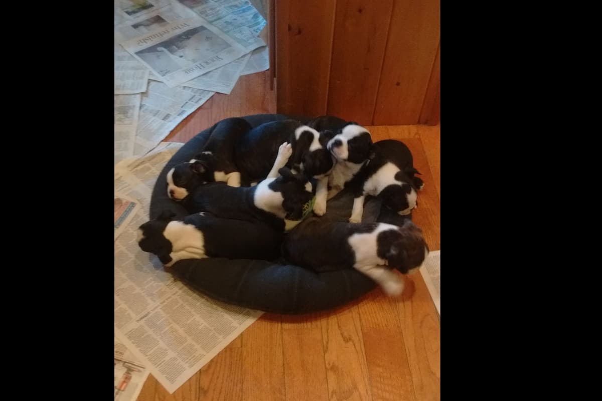 Boston Terrier Puppies breeder image 1