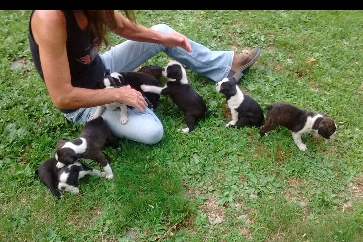 Boston Terrier Puppies breeder image 2