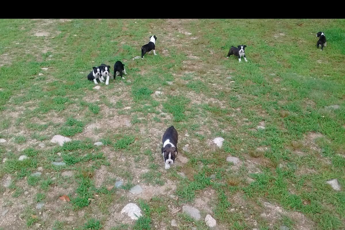 Boston Terrier Puppies breeder image 3