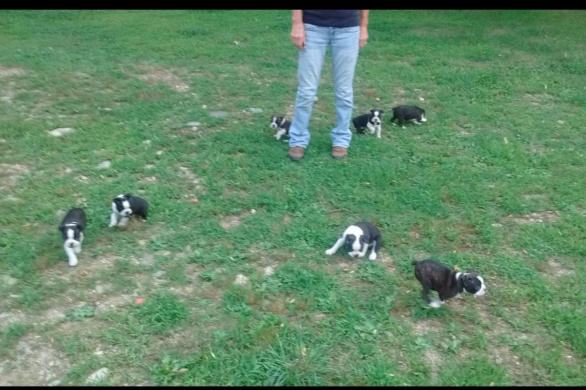 Boston Terrier Puppies breeder image 4