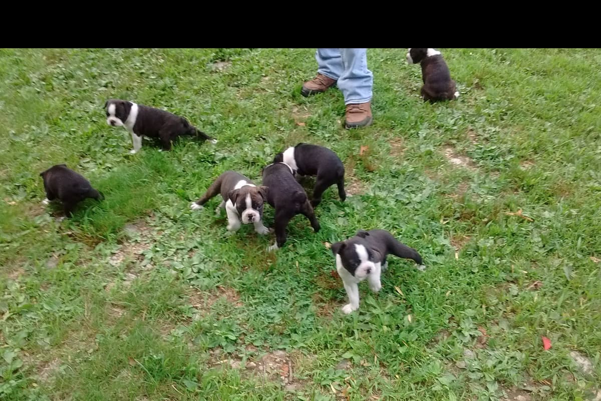 Boston Terrier Puppies breeder image 5
