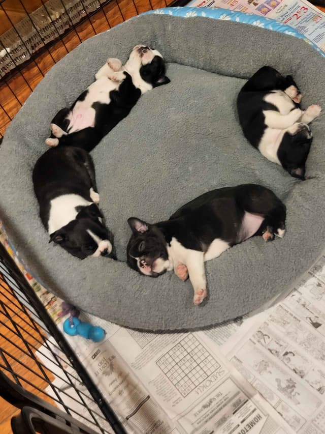 Boston Terrier Puppies media 2