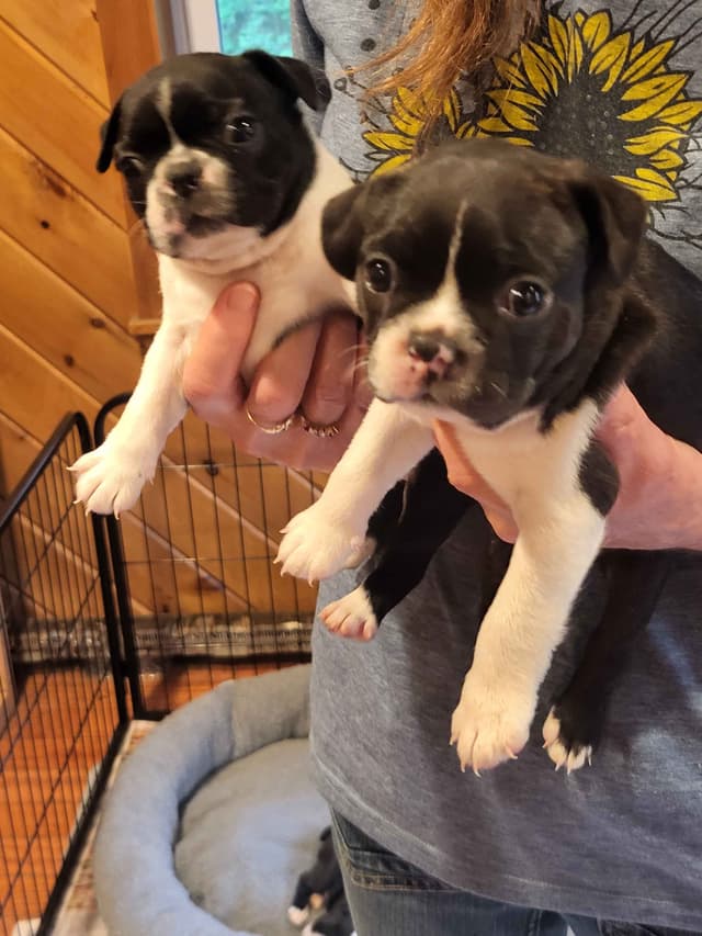 Boston Terrier Puppies media 3