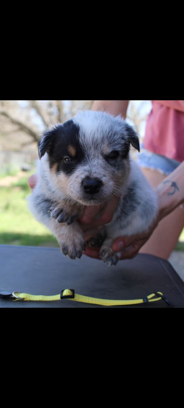 Australian Cattle Dog Puppies media 2
