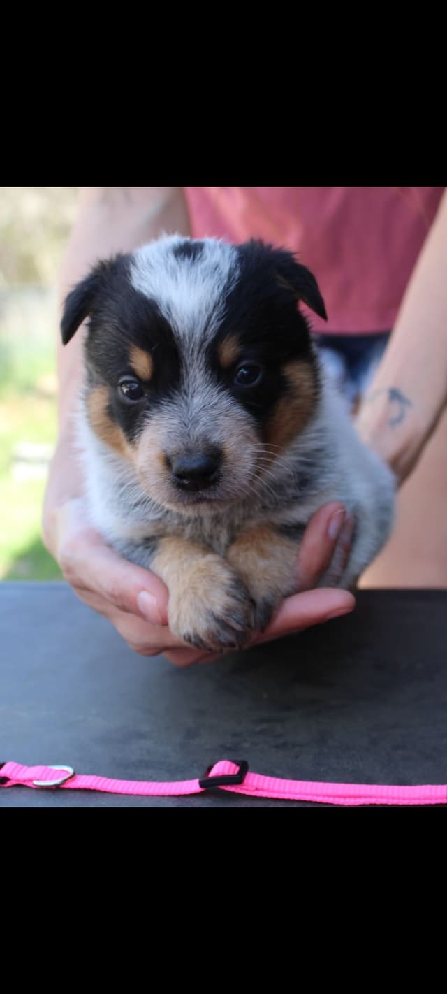 Australian Cattle Dog Puppies media 4