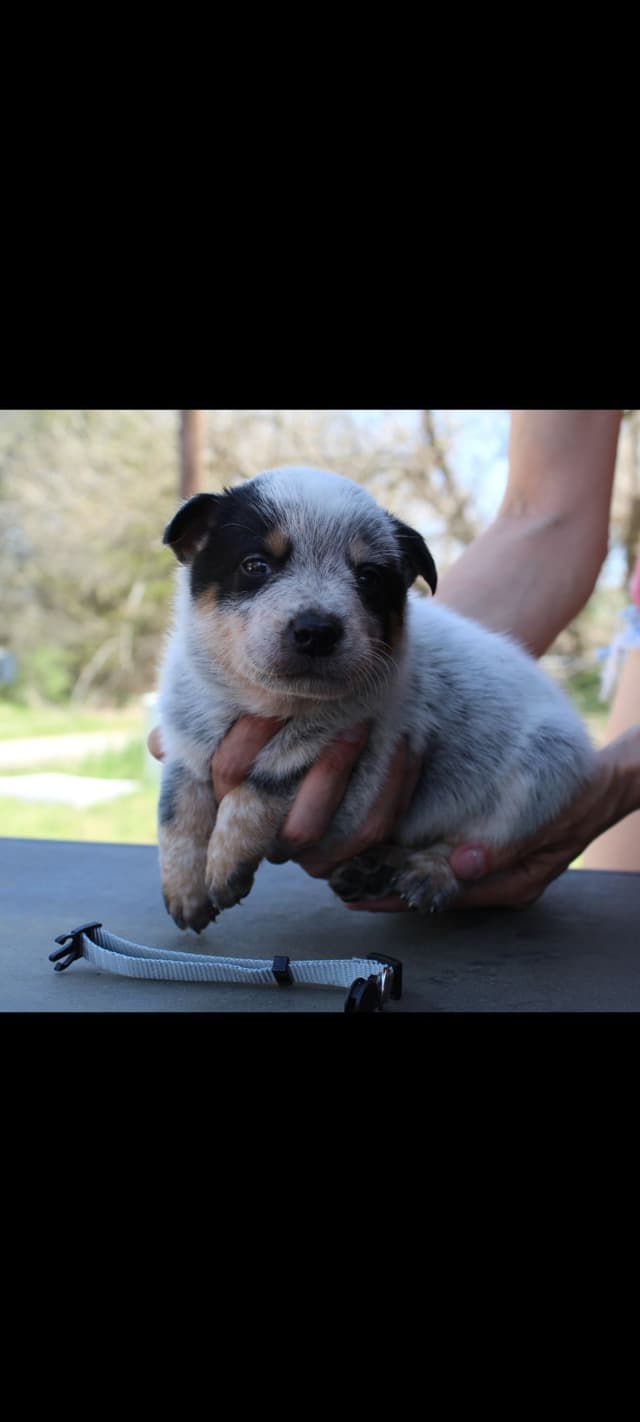 Australian Cattle Dog Puppies media 5