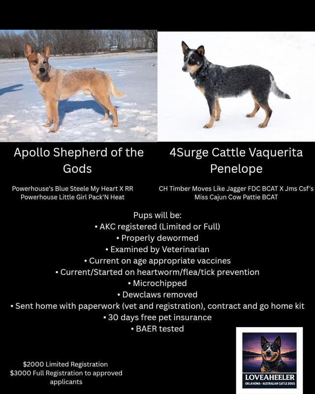 Australian Cattle Dog Puppies media 6