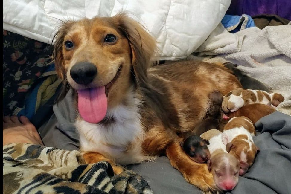 Dachshund Puppies breeder image 3