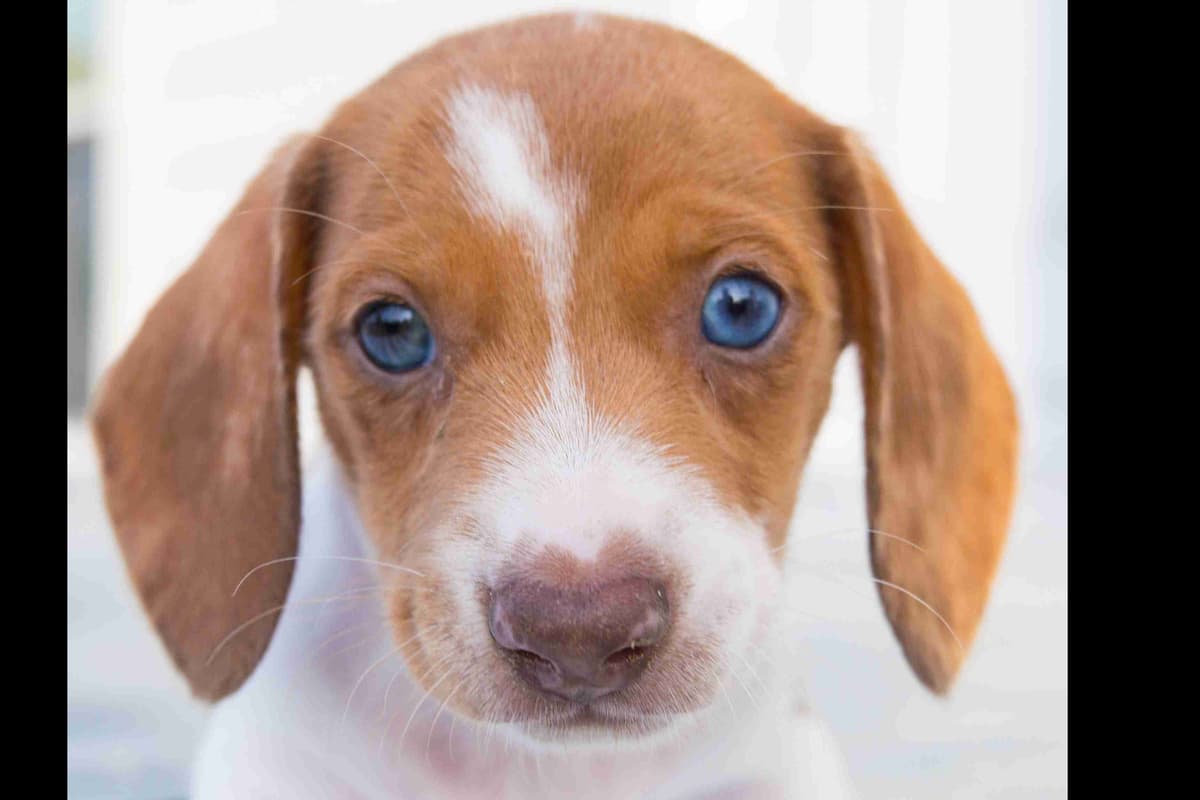 Dachshund Puppies breeder image 2