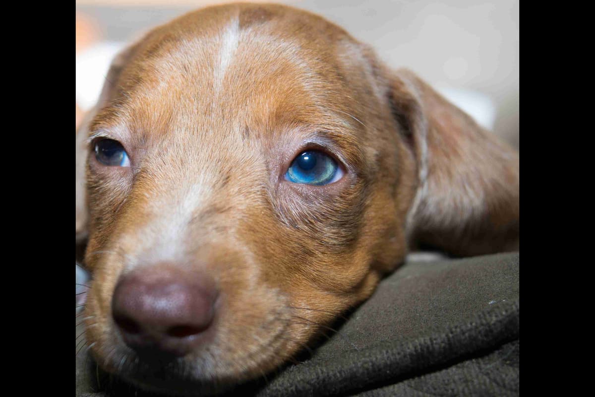 Dachshund Puppies breeder image 4