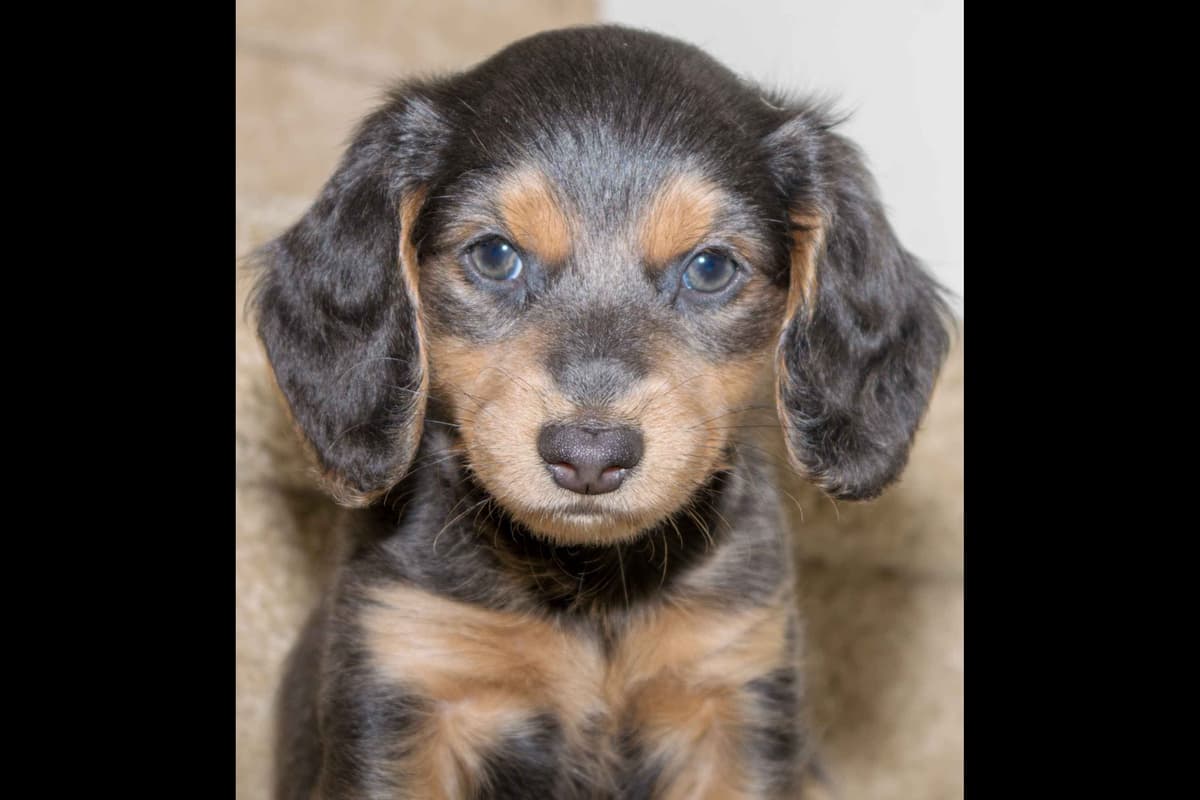 Dachshund Puppies breeder image 5
