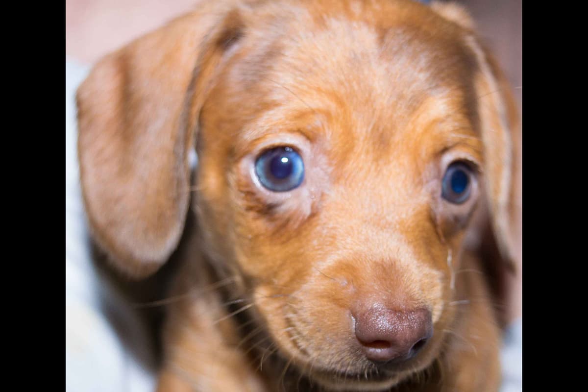 Dachshund Puppies breeder image 7