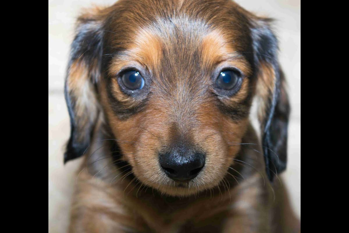 Dachshund Puppies breeder image 9