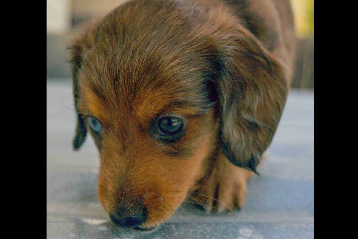 Dachshund Puppies breeder image 10