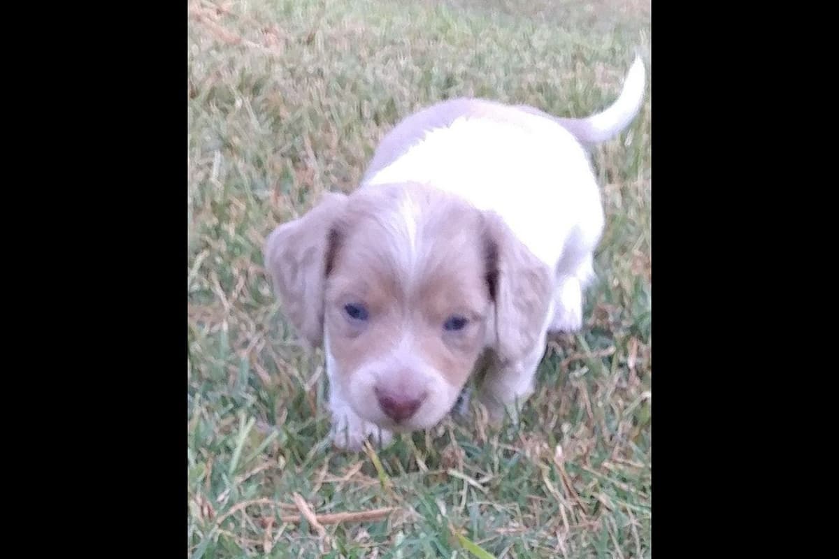 Dachshund Puppies breeder image 11