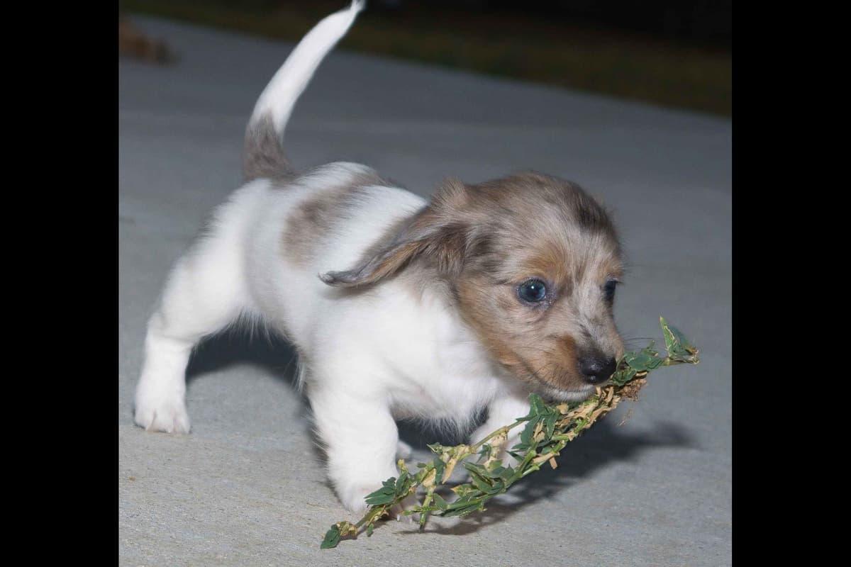 Dachshund Puppies breeder image 12