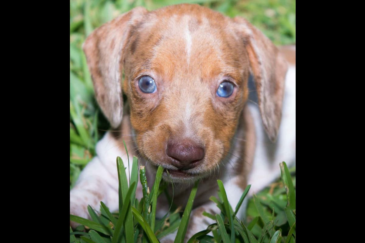 Dachshund Puppies breeder image 15