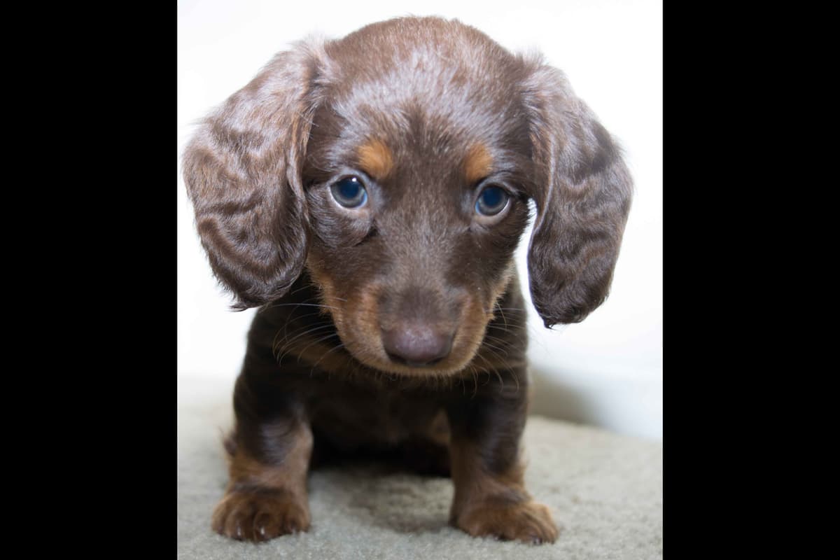 Dachshund Puppies breeder image 16