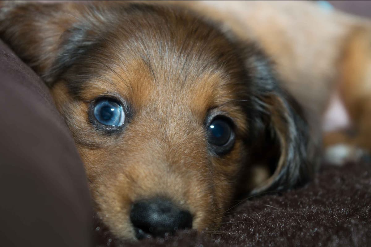 Dachshund Puppies breeder image 17