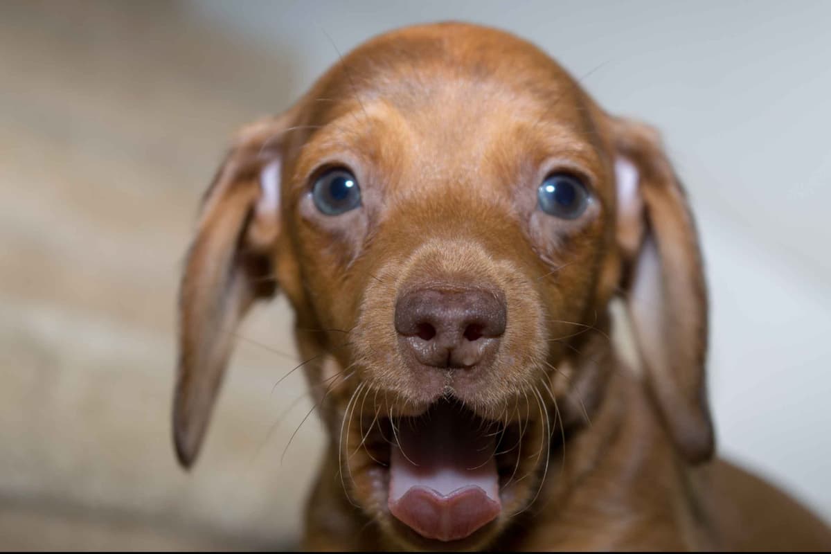 Dachshund Puppies breeder image 18