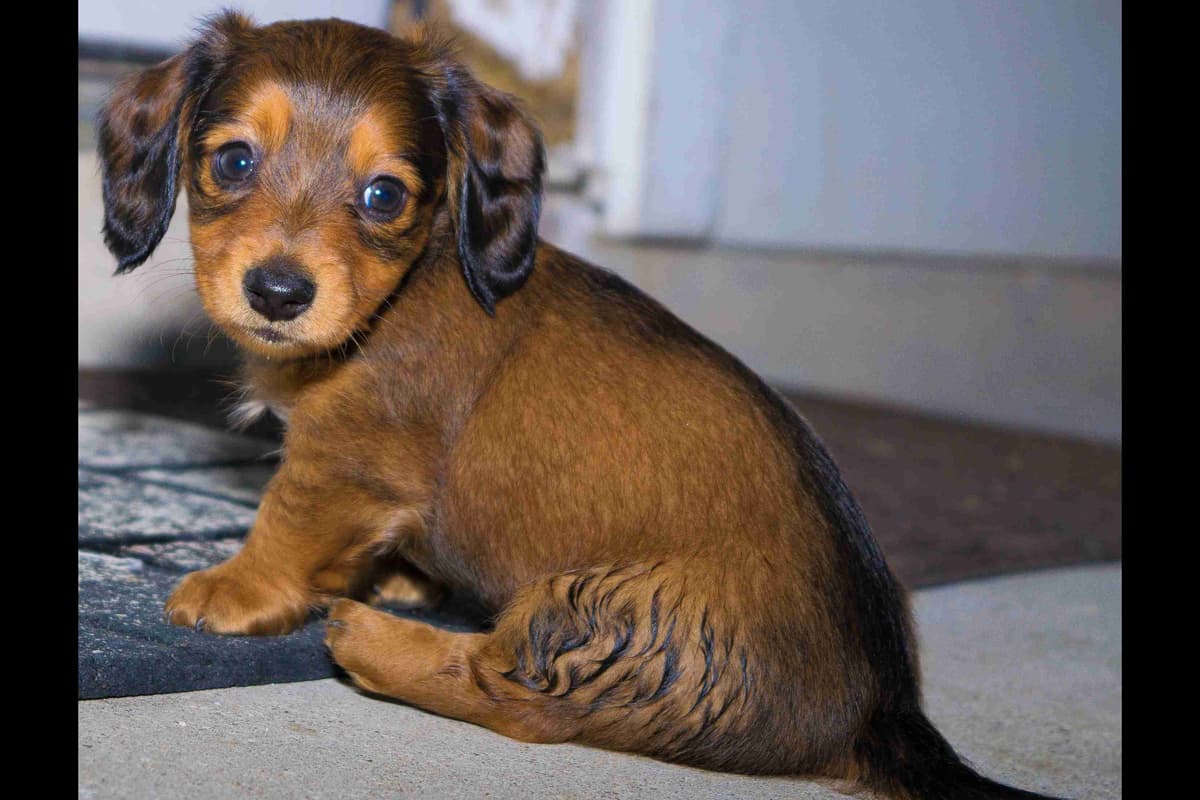 Dachshund Puppies breeder image 19