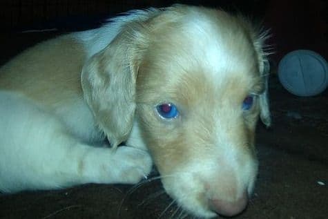 Dachshund Puppies breeder image 20