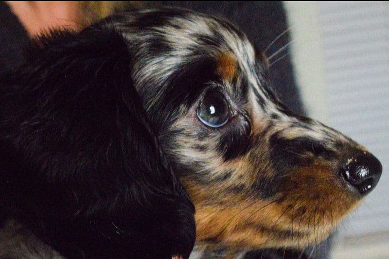 Dachshund Puppies breeder image 33