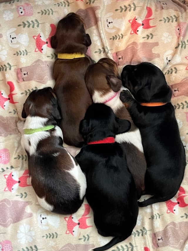 Mini Dachshund GloriousMinis.com puppies  Ready to go Home TODAY media 8