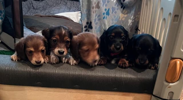Mini Dachshund GloriousMinis.com puppies  Ready to go Home TODAY media 7