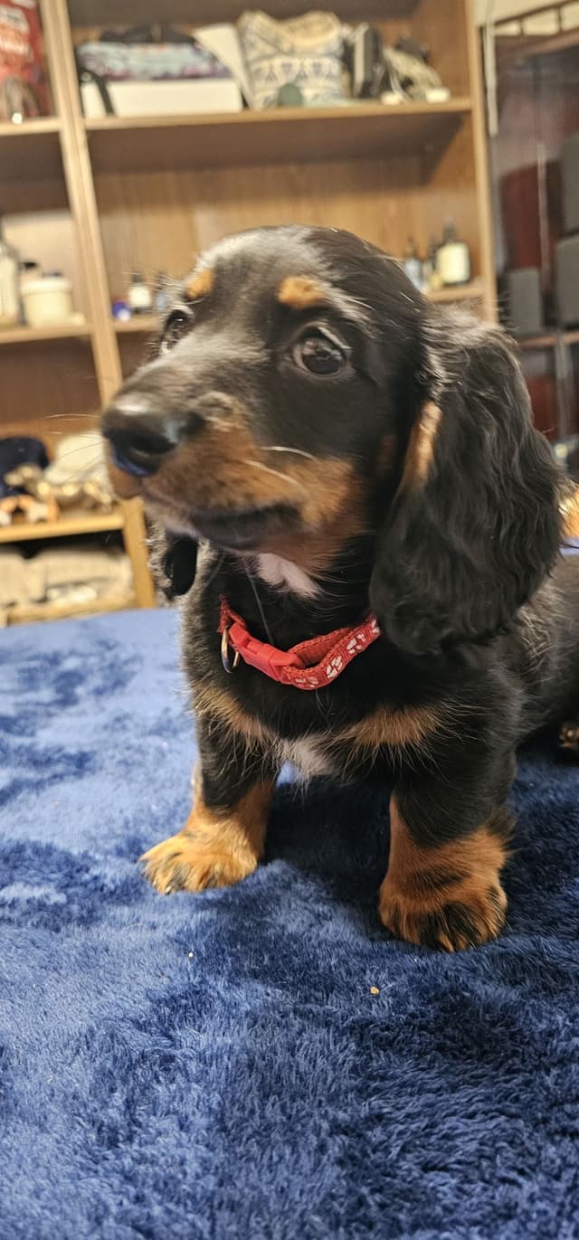 Mini Dachshund GloriousMinis.com puppies  Ready to go Home TODAY media 6