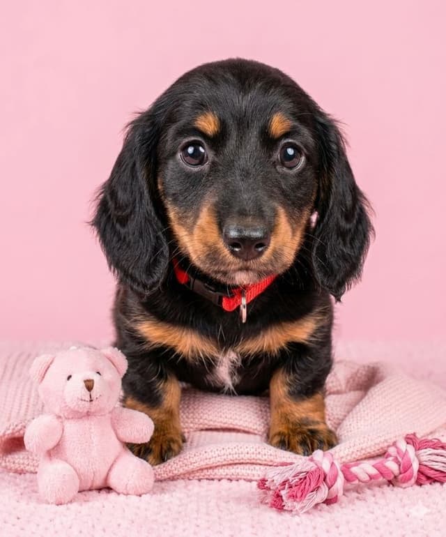 Mini Dachshund GloriousMinis.com puppies  Ready to go Home TODAY media 5